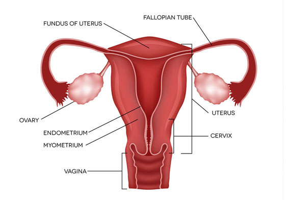 Hysterosalpingography (HSG) test